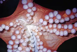 Tentacles Prints: Giant Pacific Octopus - Close up of sucker pads Arm Spread = 10 Feet