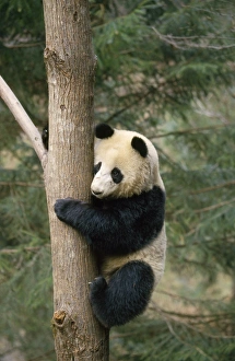 Images Dated 24th September 2007: Giant Panda