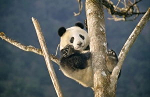 Images Dated 27th February 2008: Giant Panda