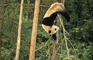 Images Dated 27th February 2008: Giant Panda
