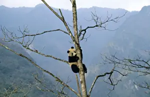 Giant Panda