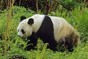 Images Dated 3rd January 2006: Giant Panda (Ailuropoda melanoleuca) walking in bamboo forest