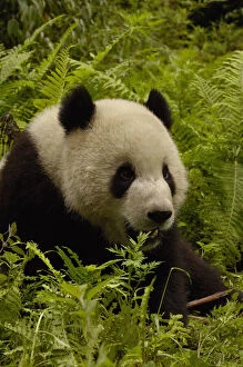 Bamboo Gallery: Giant panda (Ailuropoda melanoleuca) family