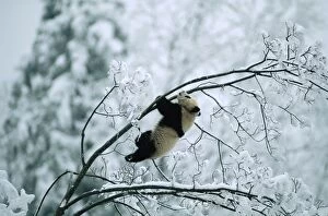 Images Dated 13th January 2011: Giant Panda AW 5295 Juvenile up tree in snow. Qinling Mountains, Shaanxi, China