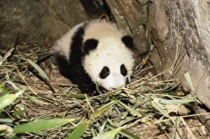 Dens Prints: Giant Panda AW 5374 Juvenile in den