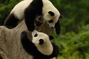 Oxford Gallery: Giant panda babies (Ailuropoda melanoleuca) Family