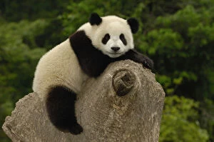 Center Gallery: Giant panda baby (Ailuropoda melanoleuca)