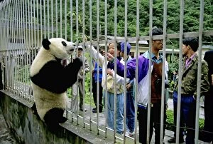 Giant Panda - In cage with watching tourists