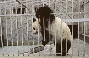 Cage Collection: Giant Panda - In cage - Wolong Reserve - Sichuan - China JPF36925