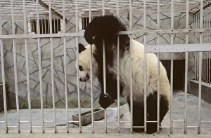 Cage Collection: Giant Panda - In cage - Wolong Reserve - Sichuan - China JPF36925