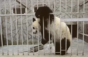 Giant Panda - In cage - Wolong Reserve - Sichuan - China JPF36925