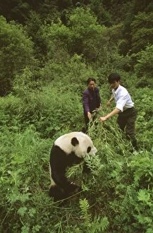 Giant Panda - With carers feeding it bamboo