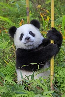 Giant Panda climbing bamboo