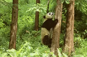 Giant Panda - Climbing tree - Wolong Reserve - Sichuan - China JPF36404
