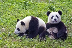 Images Dated 10th October 2015: Giant Panda controlled conditions