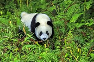 Images Dated 10th October 2015: Giant Panda controlled conditions