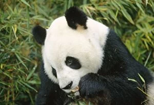Images Dated 17th May 2005: Giant Panda - eating