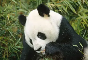 Giant Panda - eating