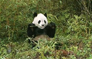 Giant Panda - eating