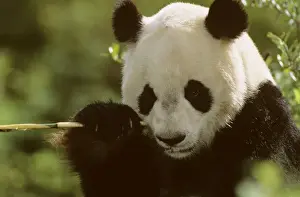 Giant Panda - Eating bamboo (Arrow bamboo Gelidocalamus fangianus) - Wolong Reserve - Sichuan - China JPF36732