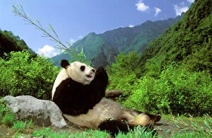 Images Dated 27th February 2009: Giant Panda - Eating bamboo - Wolong Reserve, Sichuan, China JPF36392