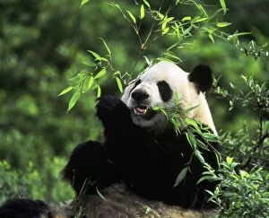 Pandas Collection: Giant Panda - eating bamboo - Wolong Reserve - Sichuan - China