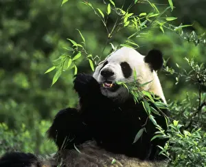 National Park Prints: Giant Panda - eating bamboo - Wolong Reserve - Sichuan - China
