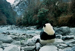 Giant Panda eats bamboo by the river, backview