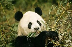 Giant Panda - feeding
