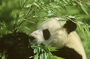 Bamboos Prints: Giant Panda - Feeding on bamboo - Wolong Reserve - Sichuan - China JPF36812