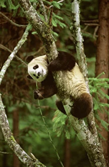 Panda Collection: Giant Panda - Hanging upside in tree - Wolong Reserve - Sichuan - China JPF36911