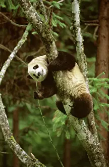 China Prints: Giant Panda - Hanging upside in tree - Wolong Reserve - Sichuan - China JPF36911