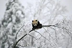China Prints: Giant Panda - Juvenile. Qinling Mountains, Shaanxi, China