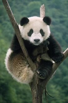 Giant Panda - juvenile sitting in tree fork