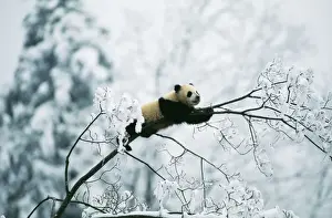 Giant Panda Juvenile up tree in snow. © Adrian Warren / ARDEA LONDON