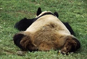 Giant Panda - lies on grass