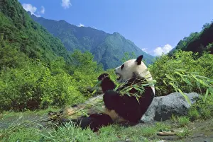 Giant Panda - Lying back feeding with mountains in background - Wolong Reserve - Sichuan - China JPF36393