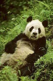 Giant Panda - Lying back in vegetation