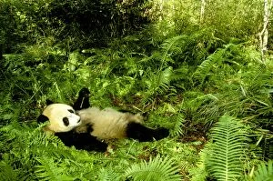 Panda Collection: Giant Panda - Lying back in vegetation - Wolong Reserve - Sichuan - China JPF36697