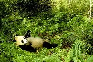 China Prints: Giant Panda - Lying back in vegetation - Wolong Reserve - Sichuan - China JPF36697