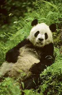 China Prints: Giant Panda - Lying back in vegetation - Wolong Reserve - Sichuan - China JPF36704