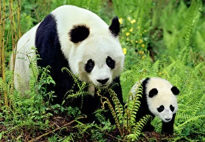 Images Dated 23rd February 1974: Giant Panda - Mother and Young Cub - Wolong Nature Reserve - Qionglai Mountains - China 4MA764P