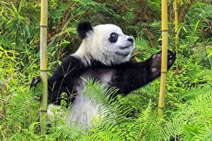 Giant Panda playing in bamboo