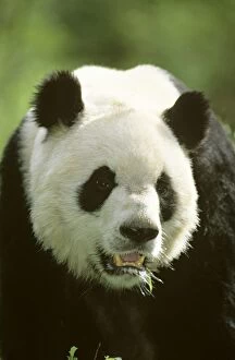 Giant Panda - Portrait