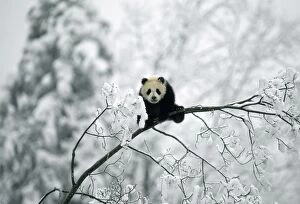 Images Dated 20th March 2012: Giant Panda - Qinling mountains Shaanxi China