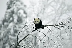 Juveniles Prints: Giant Panda - Qinling mountains Shaanxi China