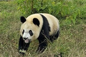 Giant Panda - Qinling Panda