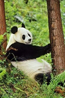 Giant Panda - resting against evergreen tree in bamboo forest of central China