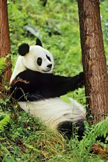China Prints: Giant Panda - resting against evergreen tree in bamboo forest of central China - Wolong Nature Reserve - Qionglai
