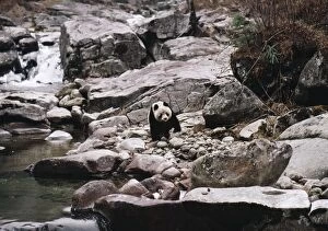 Giant Panda - in rocky landscape